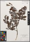 Foto von Salix cinerea L.